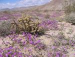 南カリフォルニアの低地砂漠地帯がお花畑に変身!