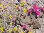 サボテンも色鮮やかな花を咲かせる