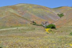 山一面をペイントするワイルドフワラー