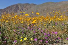 空に向かって伸びる黄色のひまわり