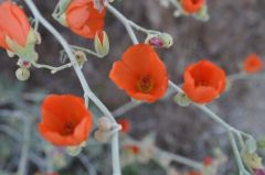 鮮やかなオレンジのかわいい花