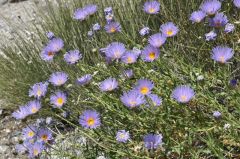 満開の紫のワイルドフラワー