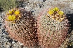 樽みたいな形のバレルサボテン