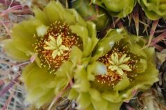 刺だらけのサボテンに咲く花