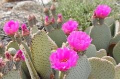たくさんの花をつけるサボテン