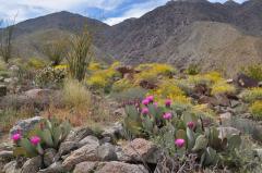 砂漠の中で目立つピンク