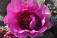 花の中で休憩する蜜蜂たち