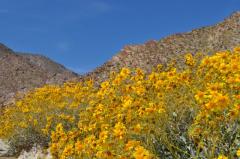 鮮やかな黄色のブリトルブッシュ