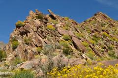 岩山にも満開の黄色の野生の花