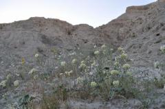 こんな砂漠の砂地にも咲く花