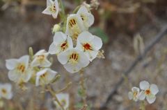 まつげの長いかわいい目みたいな花