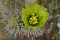 花は不思議な黄緑色