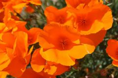 鮮やかなオレンジのカリフォルニアポピー