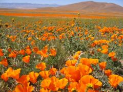 平原をオレンジに染めるカリフォルニアポピー