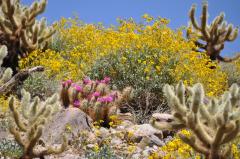 目に飛び込んでくるピンクの花