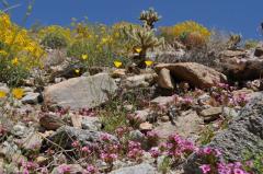 砂漠の岩場にも咲くワイルドフラワー
