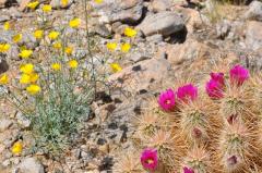 ピンクのサボテンと黄色のポピー