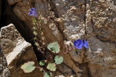 岩間にも咲く野生の花