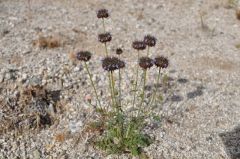 砂漠フロアに咲くワイルドフラワー