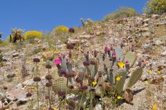 サボテンと共に岩山にも咲く花