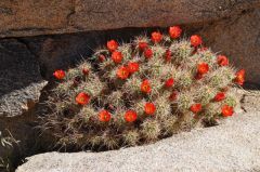岩間に咲く花満開のサボテン