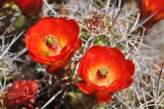 鮮やかな赤いサボテンの花