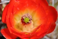 真ん中は砂糖菓子みたいな花