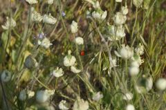 白い野生の花と赤いてんとう虫