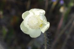 クリーム色の小さな花のズーム