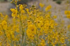 満開の黄色の花