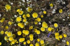 砂漠フロアにいっぱい咲く黄色の花