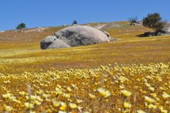 平原が薄黄色の砂漠タンポポでいっぱい