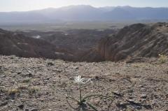 こんな砂漠に咲くゆり