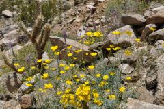 砂漠の岩間に咲く砂漠ポピー