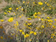 真ん中が黄色いデサートサンフラワー