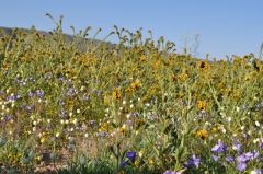 空に向かって伸びるフィドルネック