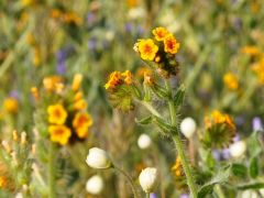 小さくてかわいいオレンジの花