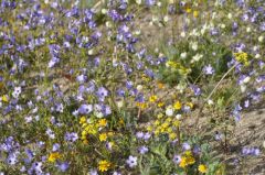 満開のパープルワイルドフラワー