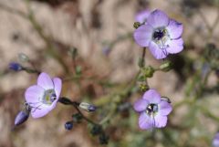 ズームで見るフィエスタフラワー