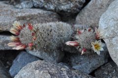 小さなザボテンにたくさんの花