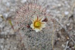 デリケートな白いザボテンの花