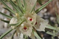 中は赤いゴーストフラワー