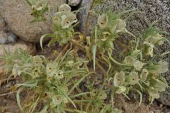 まとまって咲くゴーストフラワー