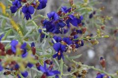 鮮やかなインディゴブルーの花