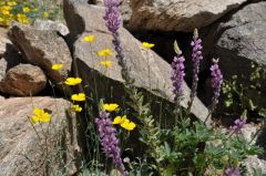 岩場にも咲くルーパイン