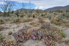砂漠フロアに満開の小さな白い花