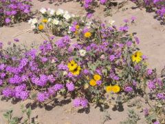 綺麗なワイルドフラワーのミックス