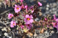 小さなピンクのモンキーフラワー