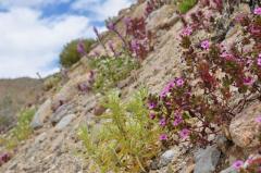 砂漠斜面に咲くピンクの花