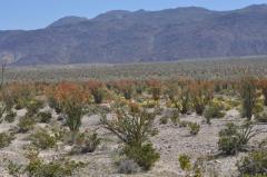 砂漠の平原が真っ赤に